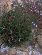 Image of Limonium nymphaeum Erben