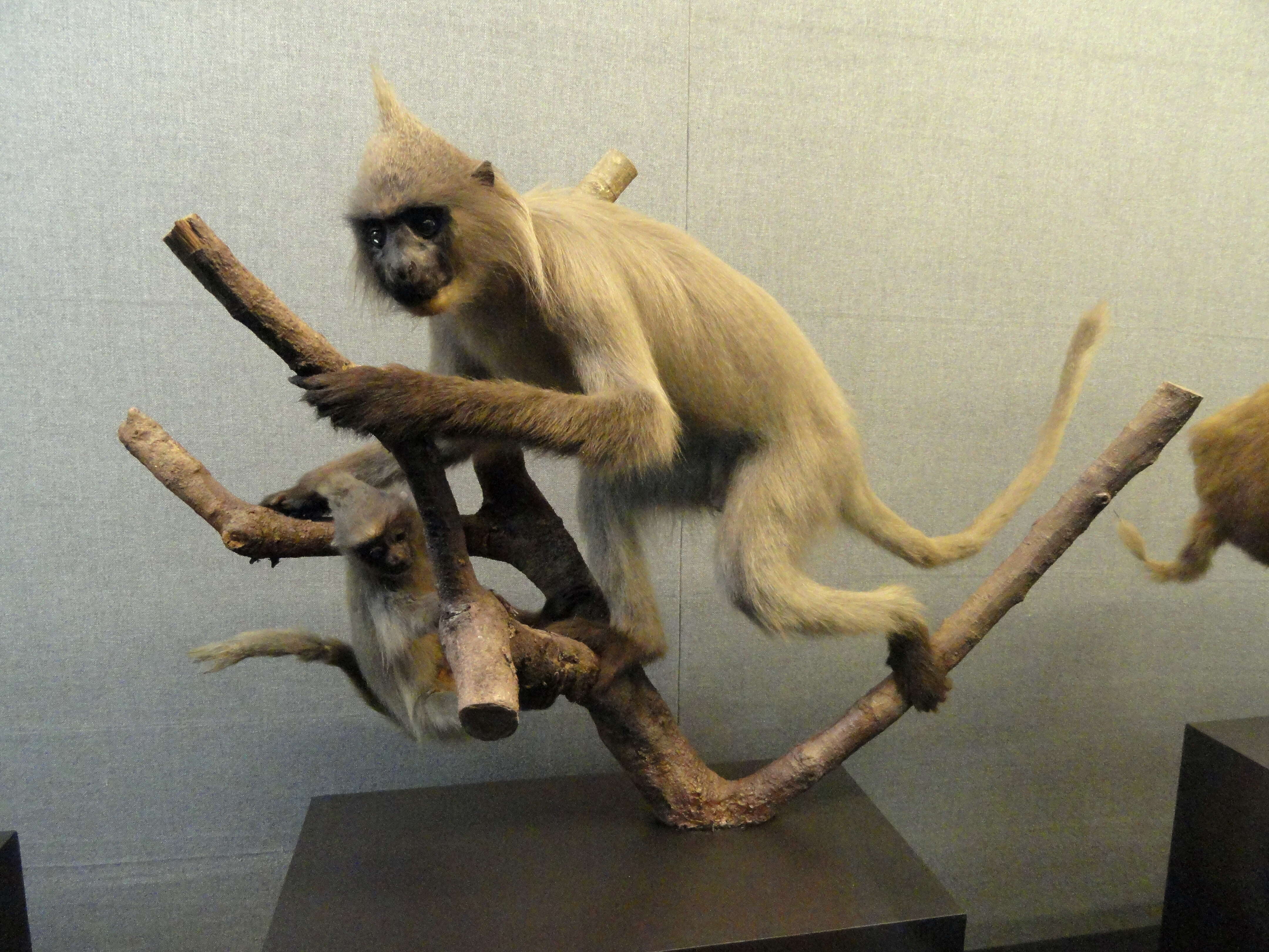 صورة Semnopithecus entellus (Dufresne 1797)