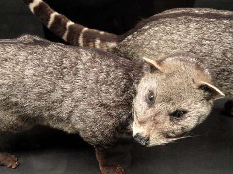 Image of large Indian civet