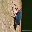 Image of Kalidasa nigromaculata (Gray 1832)