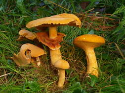 Image of Phaeolepiota