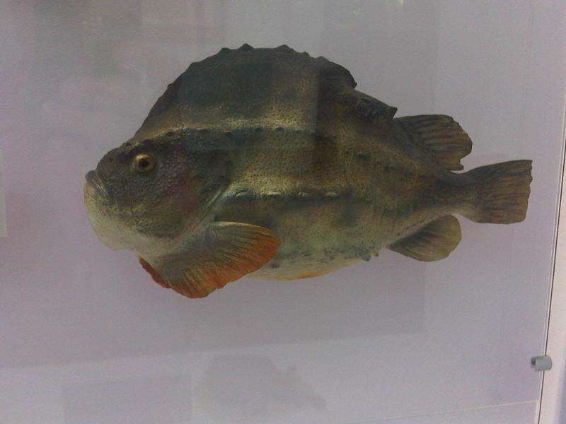 صورة Cyclopterus