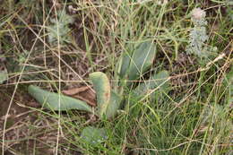 Image de Limonium sareptanum (A. Becker) Gams