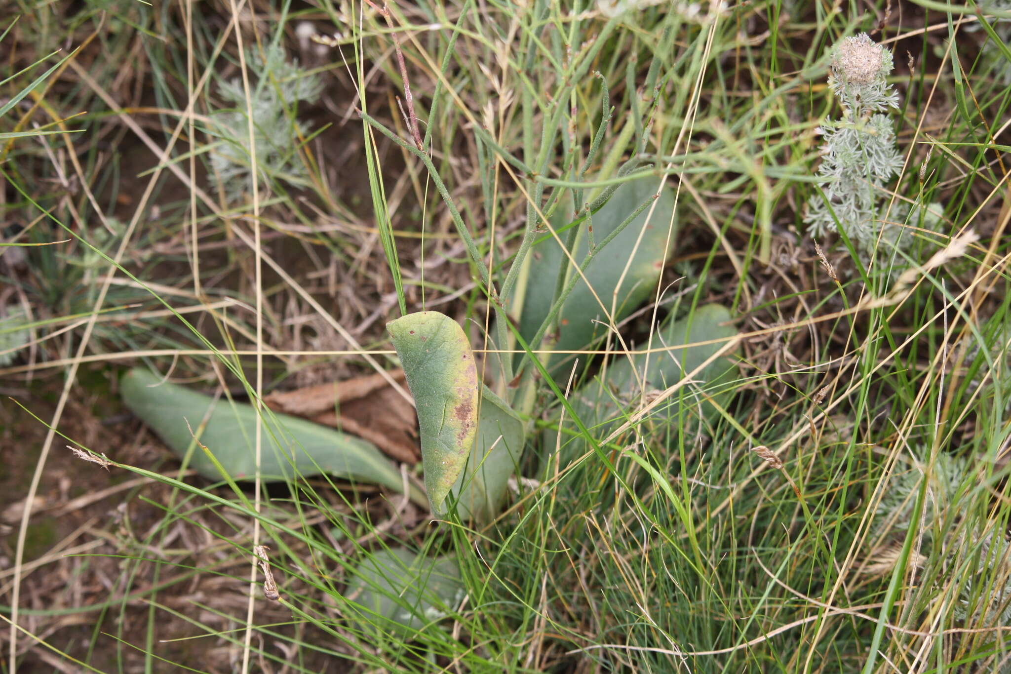 Image de Limonium sareptanum (A. Becker) Gams