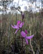 Image de Calopogon pallidus Chapm.