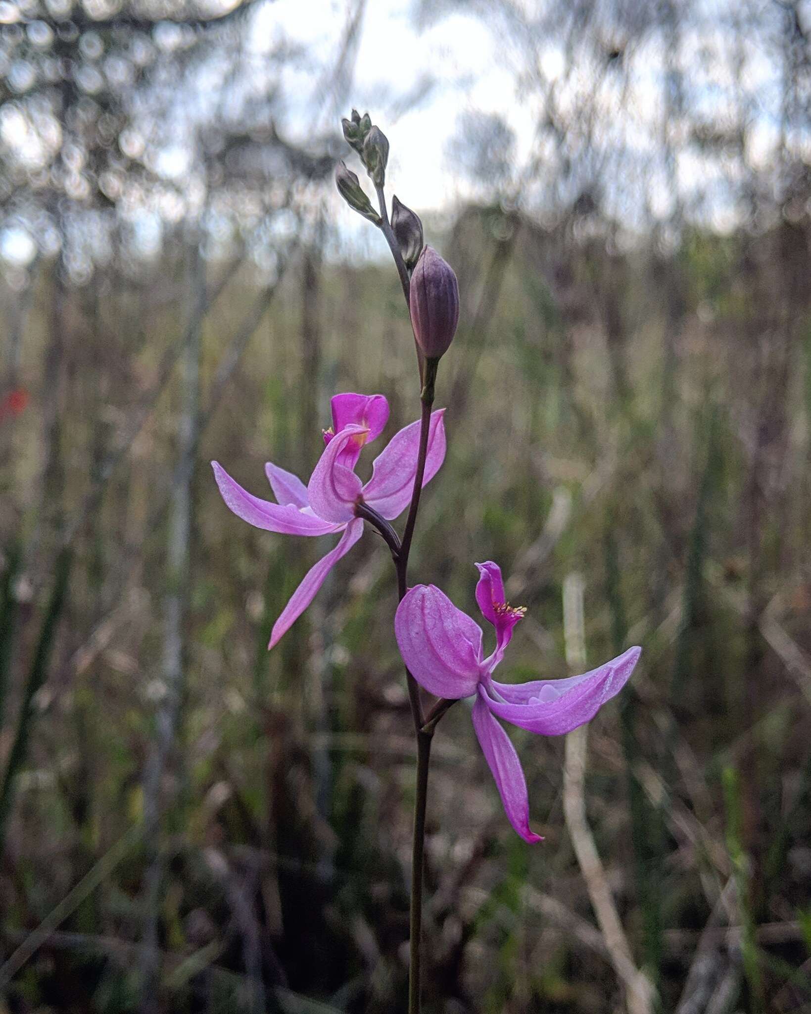 Calopogon pallidus Chapm.的圖片