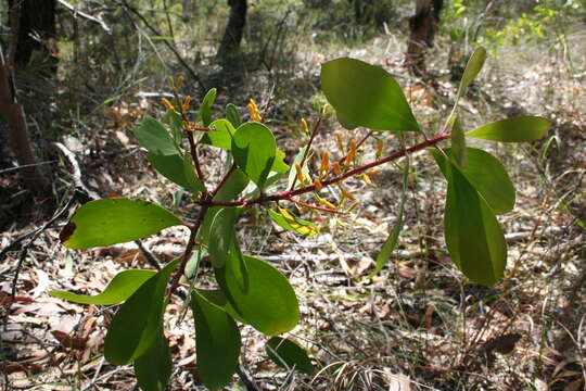 Plancia ëd Persoonia levis (Cav.) Domin