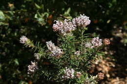 Image of Grevillea acerata Mc Gill.