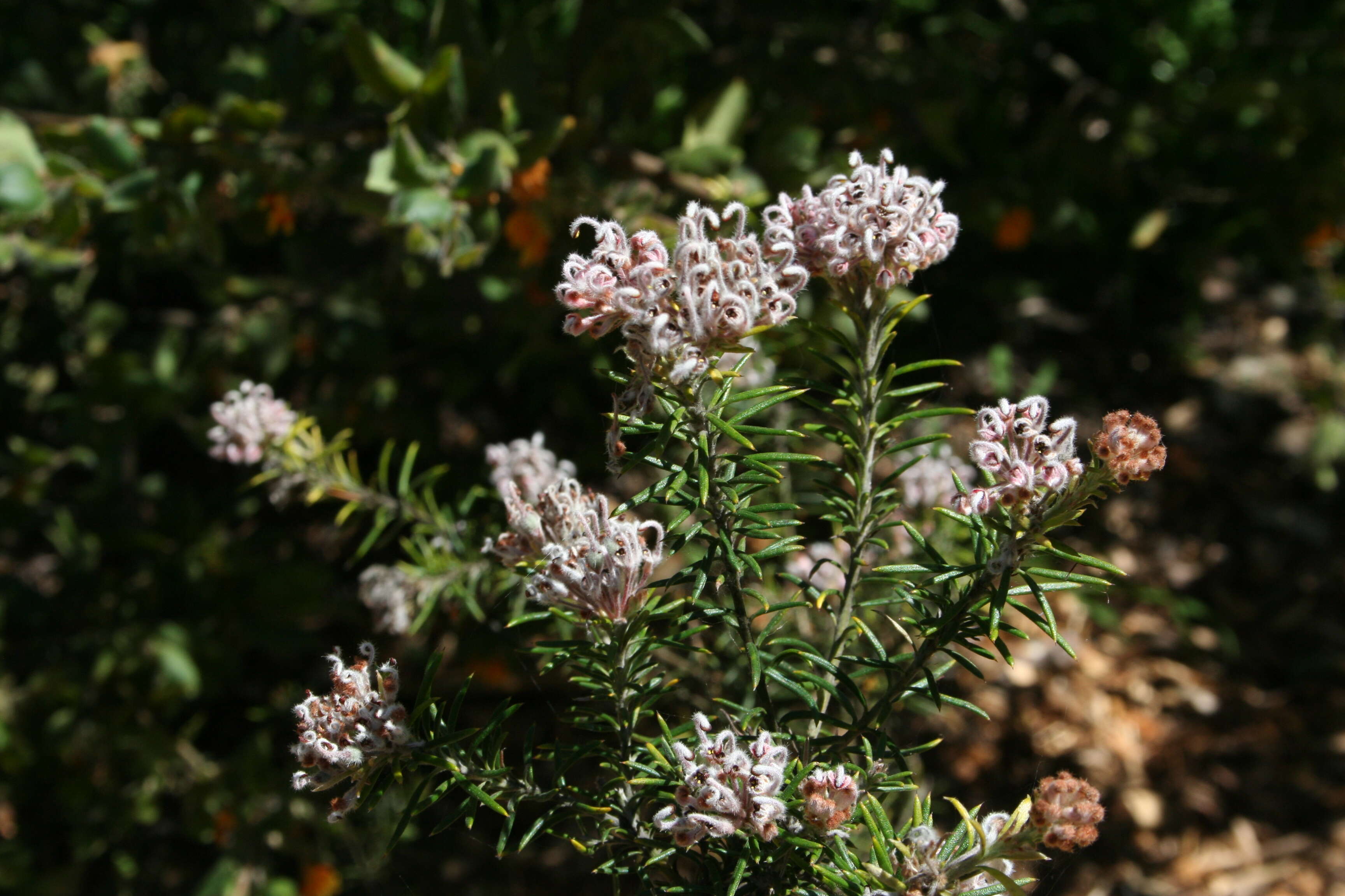 Image of Grevillea acerata Mc Gill.