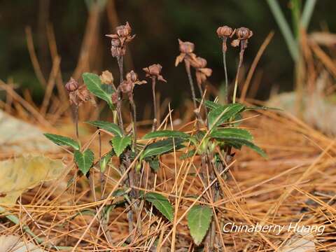 Image of Chimaphila japonica Miq.