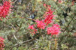 Image of Grevillea georgeana Mc Gill.