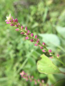 Image of false amaranth