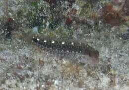 Image of Red Blenny