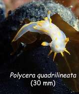 Plancia ëd Polycera quadrilineata (O. F. Müller 1776)