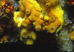 Image of Yellow encrusting anemone