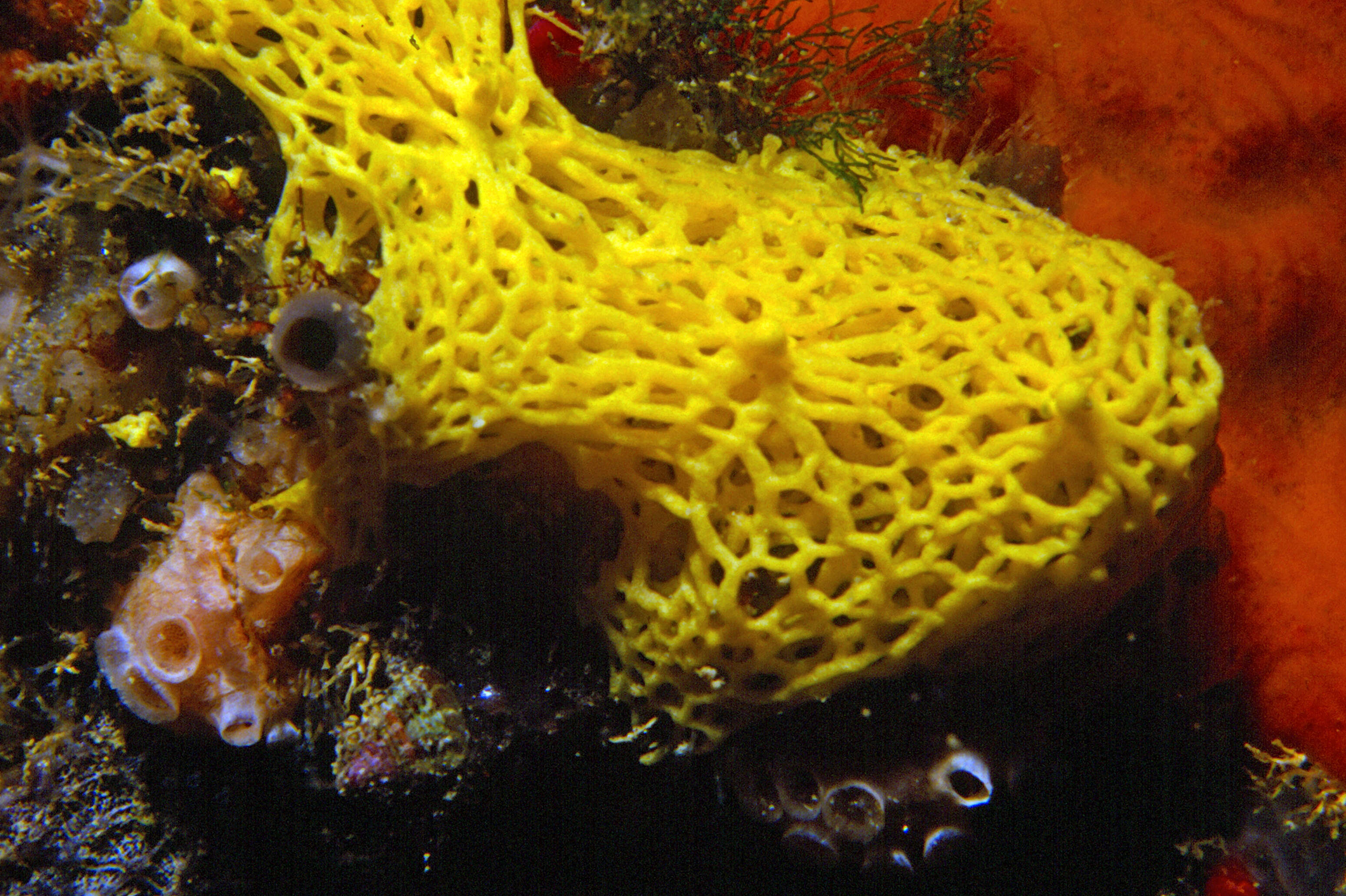 Image of yellow Clathrina