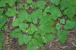 Image of American trailplant