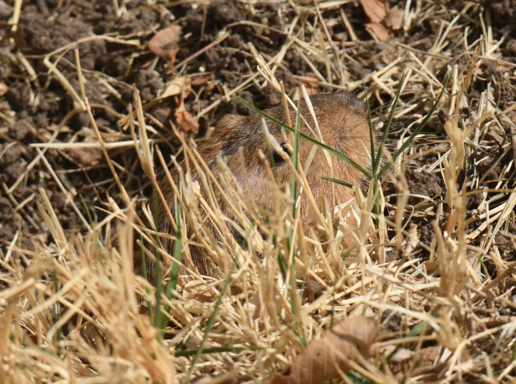 Image of Yellow-faced Pocket Gopher