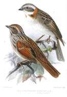 Image of Stripe-capped Sparrow