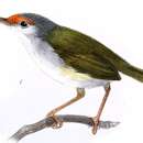 Image of Rufous-fronted Tailorbird