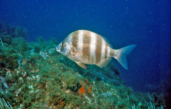 Image of Oman Porgy