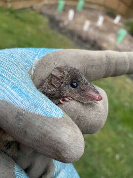 Image of Agile Antechinus