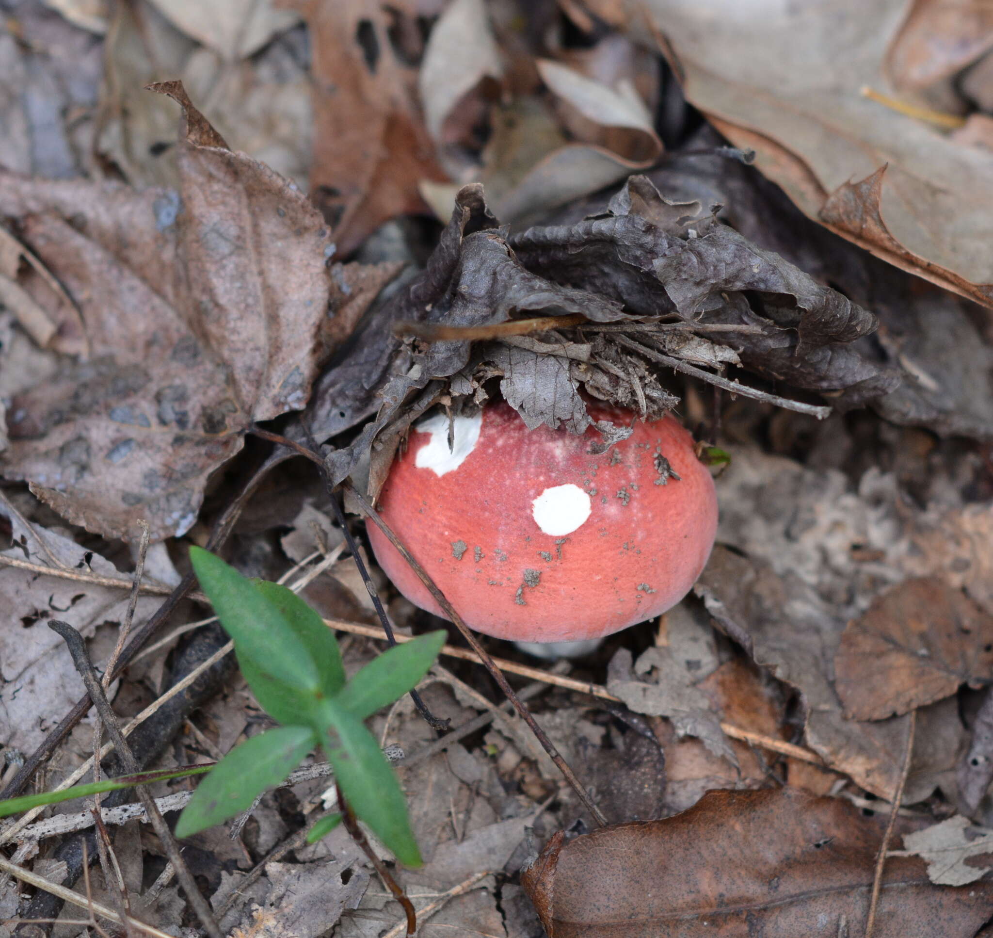 Image of Russula henningsii Sacc. & P. Syd. 1902