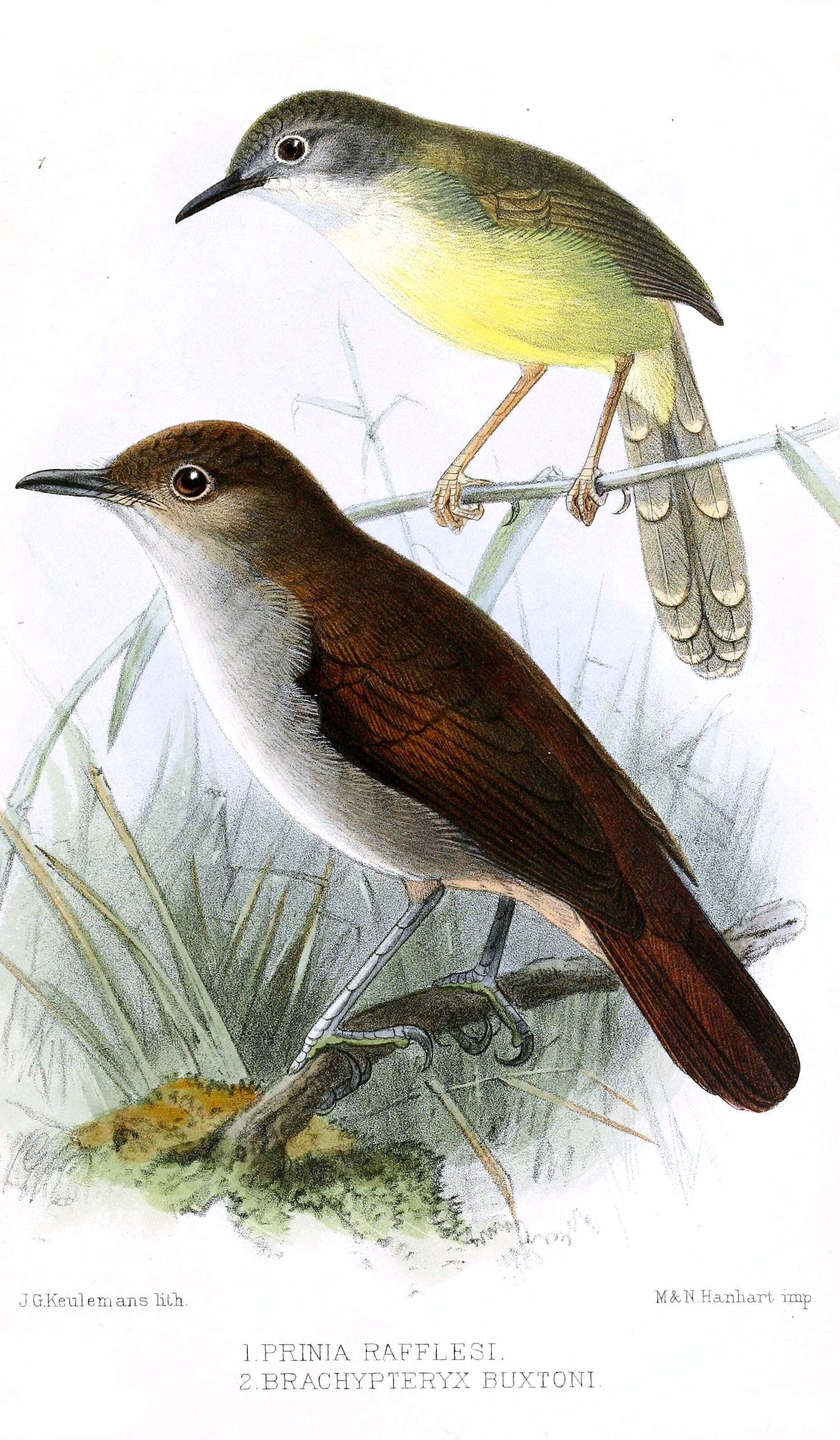 Image of Prinia Horsfield 1821