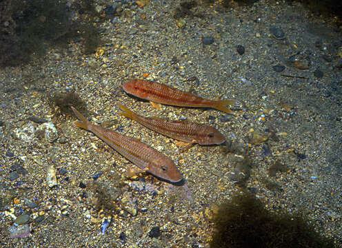 Image of Blunt-snouted Mullet