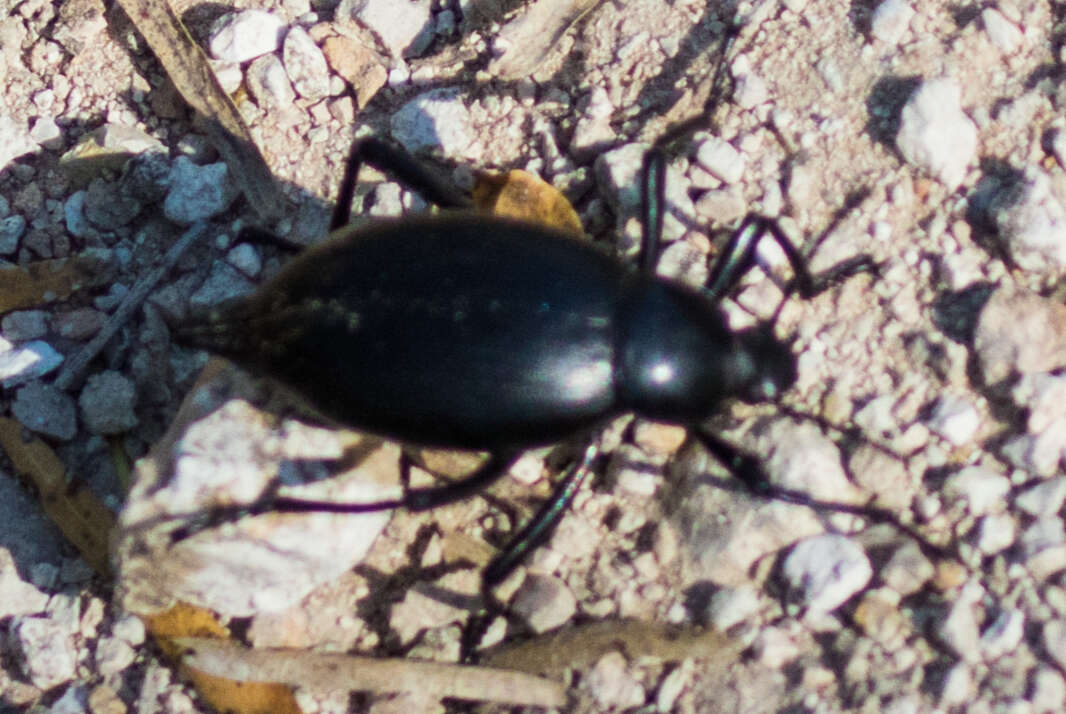 Image of Eleodes (Eleodes) spinipes ventricosa Le Conte 1858