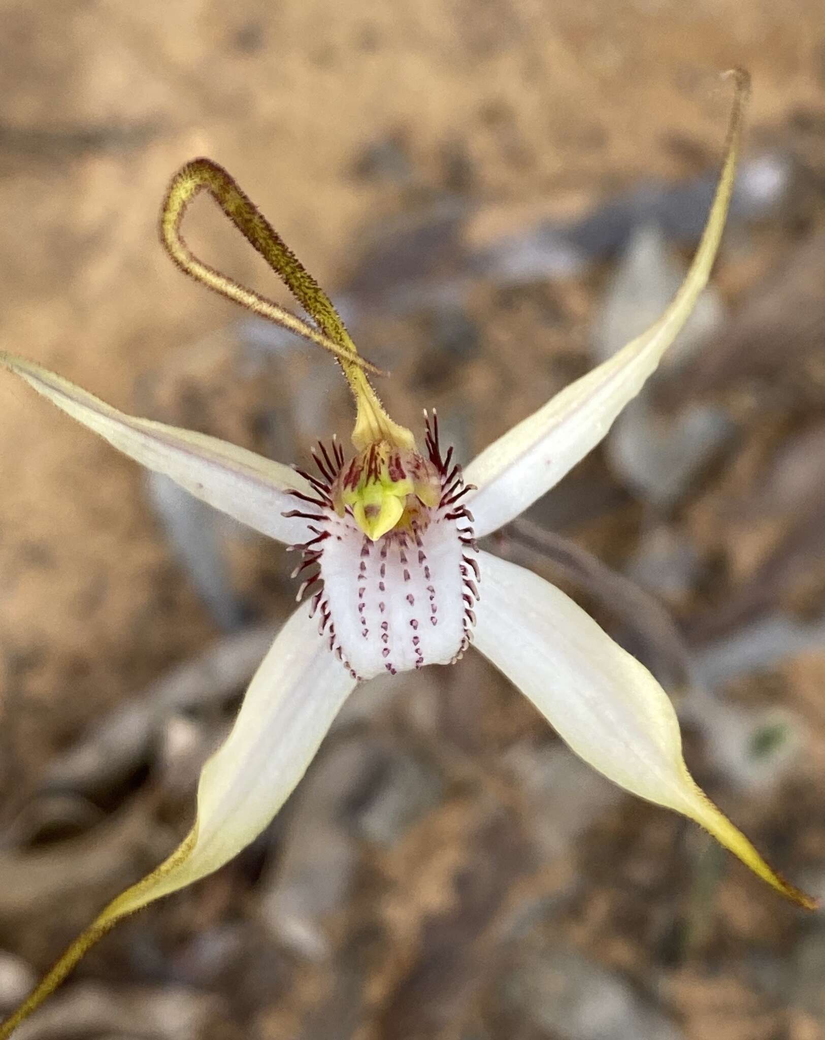 Image of Caladenia longicauda Lindl.