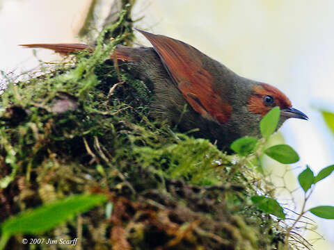 Image of ovenbirds