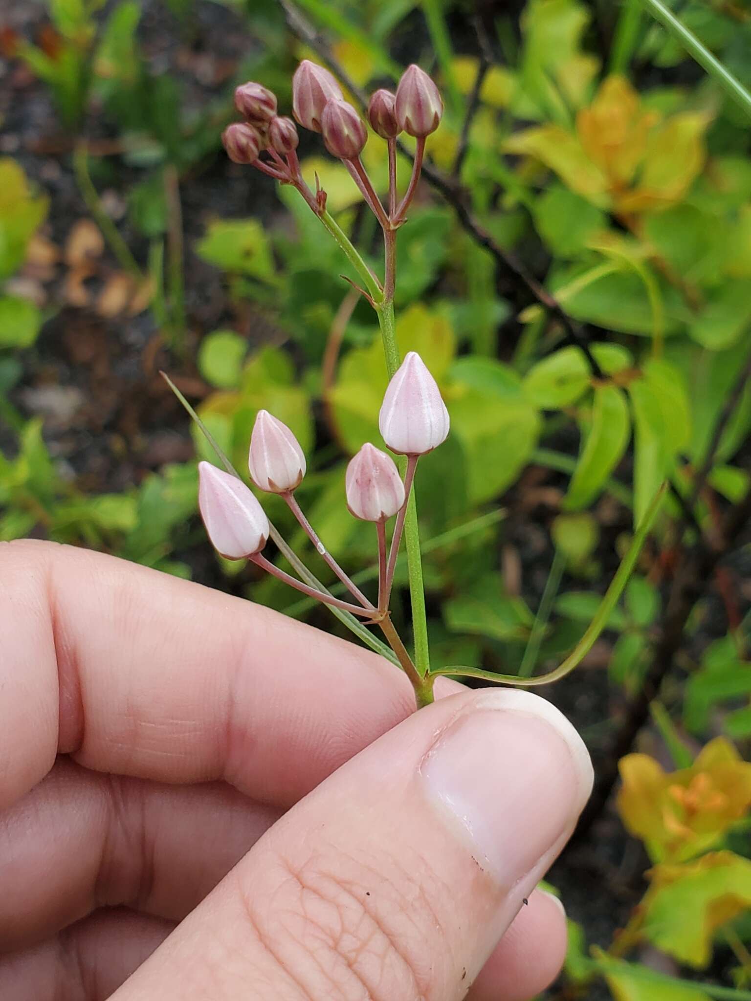 Image of Florida milkweed