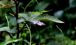 Image of Abraximorpha davidii Mabille 1876