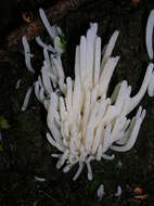 Image of Fairy fingers