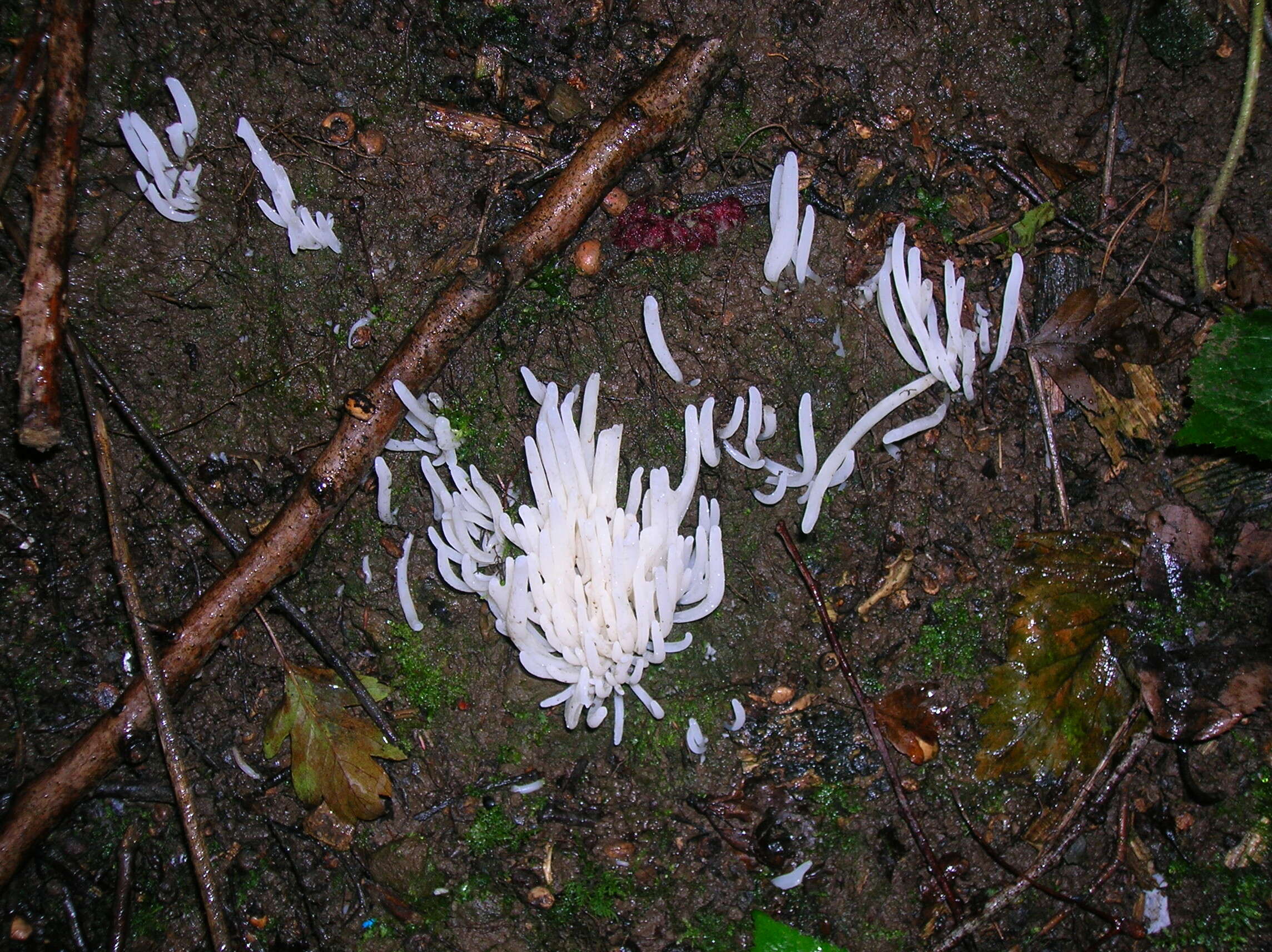 Image of Fairy fingers