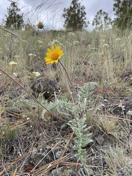 Image of lanate balsamroot