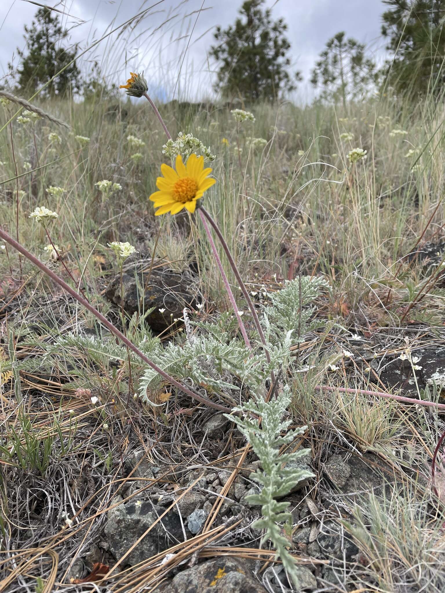 Plancia ëd Balsamorhiza lanata (W. M. Sharp) W. A. Weber