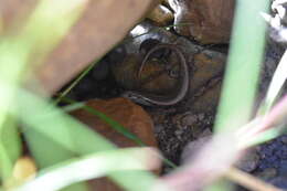 Image of Shore skink