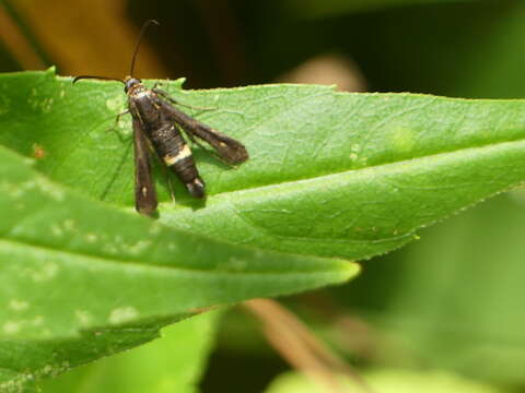 Image of The Boneset Borer