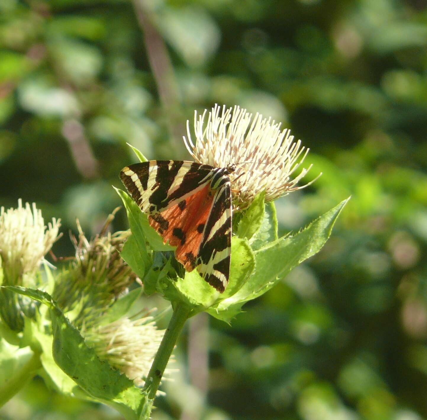 Image of Cabbage Thistle