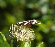 Image of Cabbage Thistle