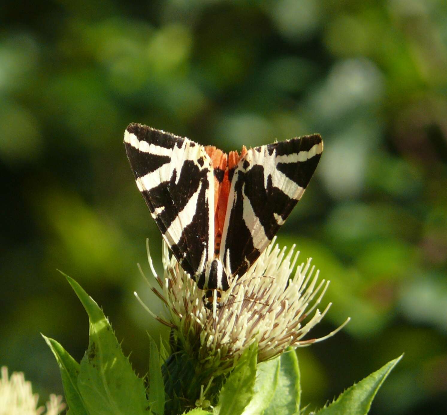 Image of Cabbage Thistle