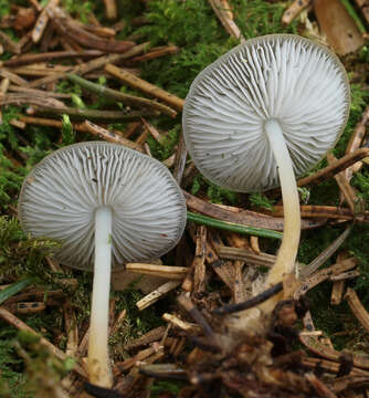 Image of sprucecone cap