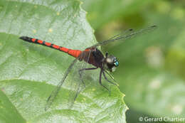 Image de Amphithemis curvistyla Selys 1891