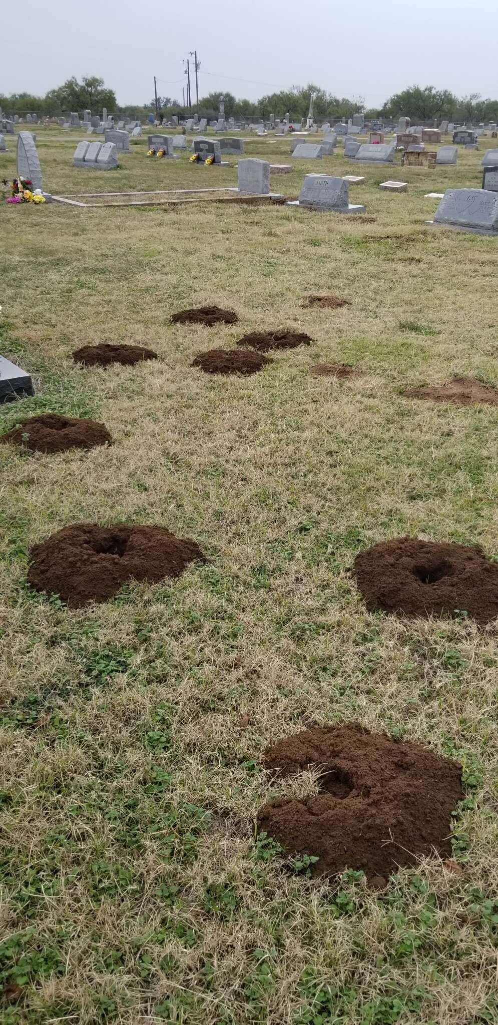 Image of Central Texas Pocket Gopher