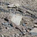 Image of Peru Pacific Iguana