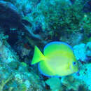 Acanthurus coeruleus Bloch & Schneider 1801 resmi