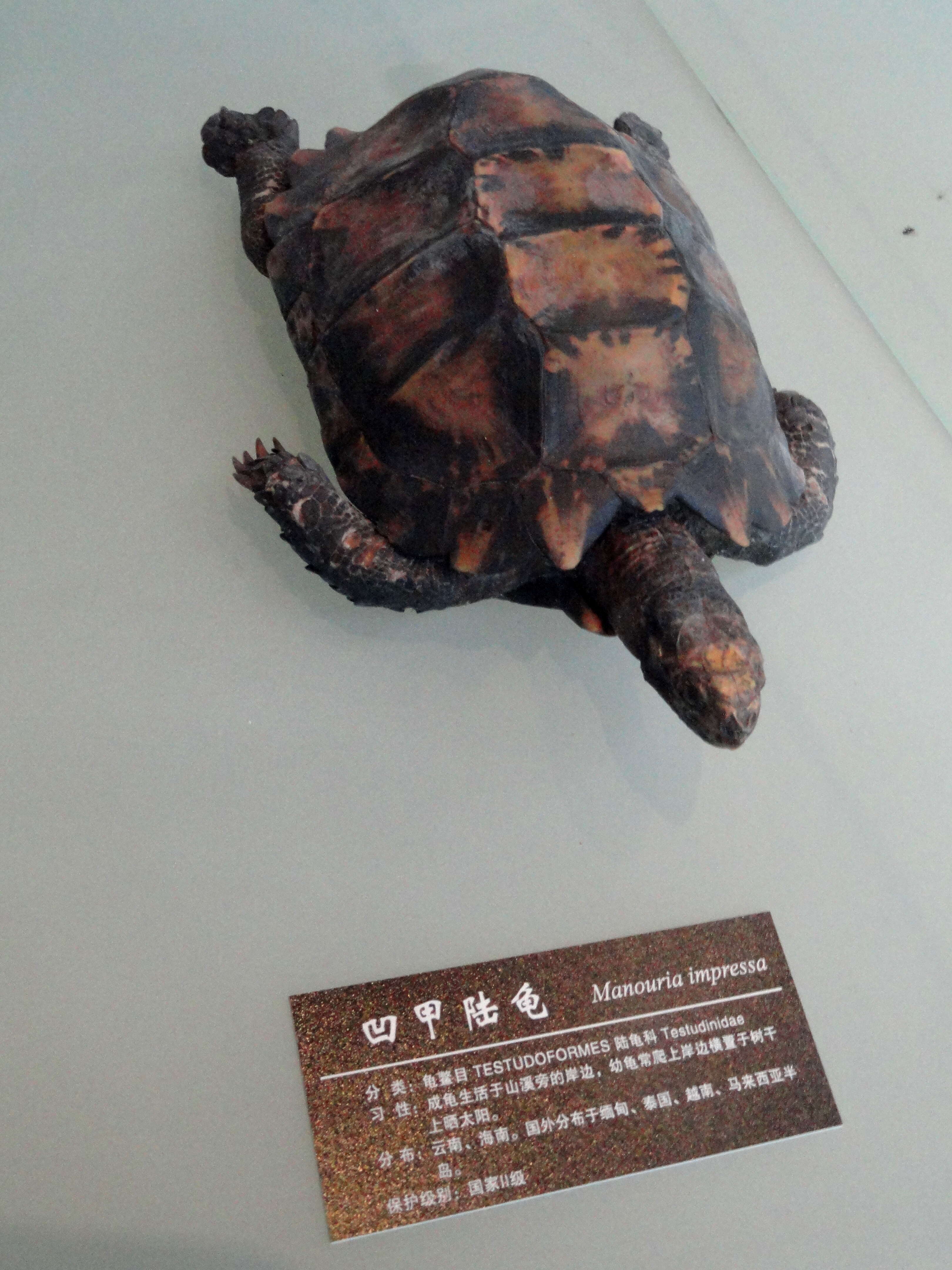Image of Impressed Tortoise