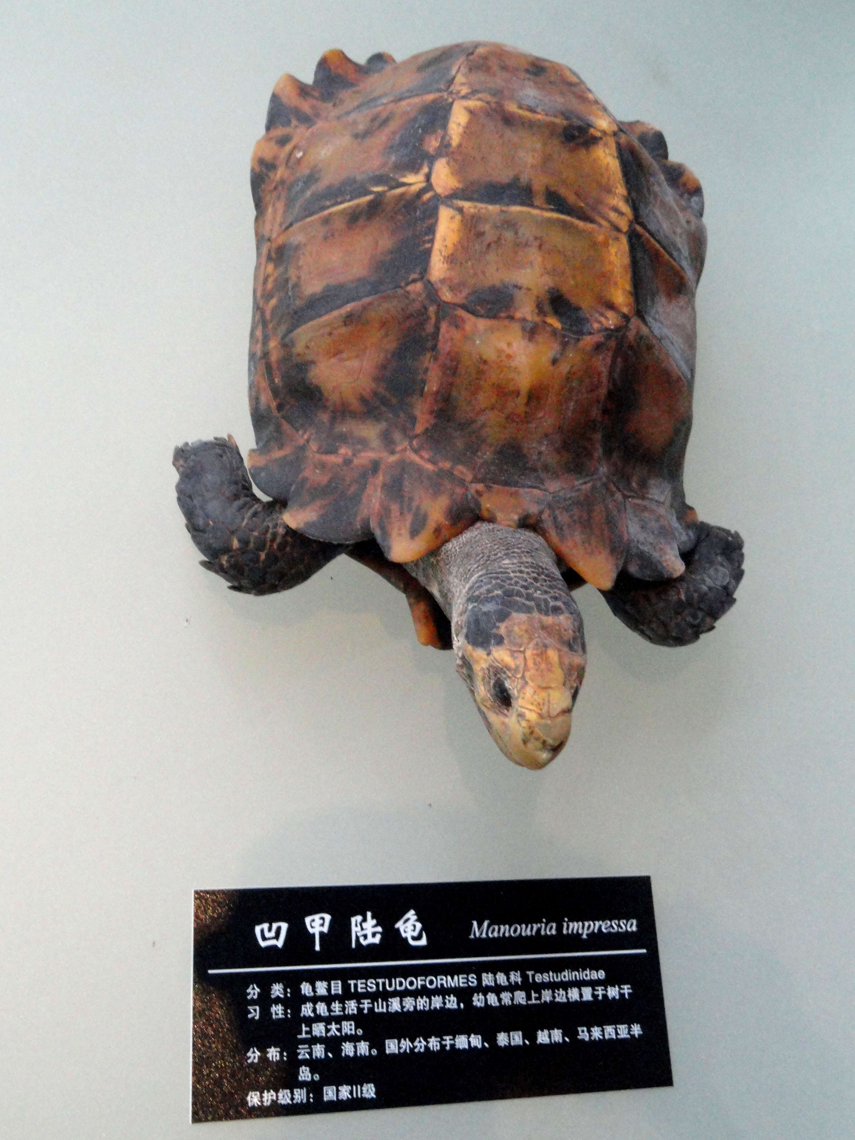 Image of Impressed Tortoise